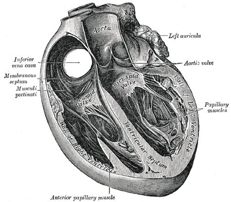 Anatomische Zeichnung des aufgeschnittenen Herzens mit Kammern und Klappen