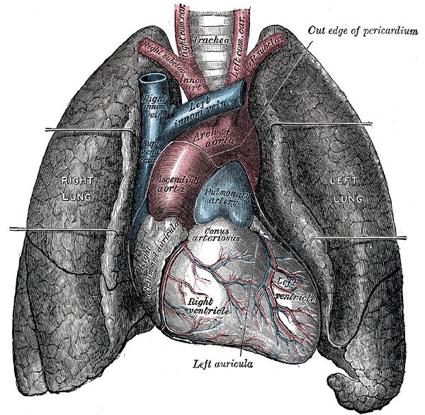 Anatomische Zeichnung von Herz und Lunge im Brustkorb